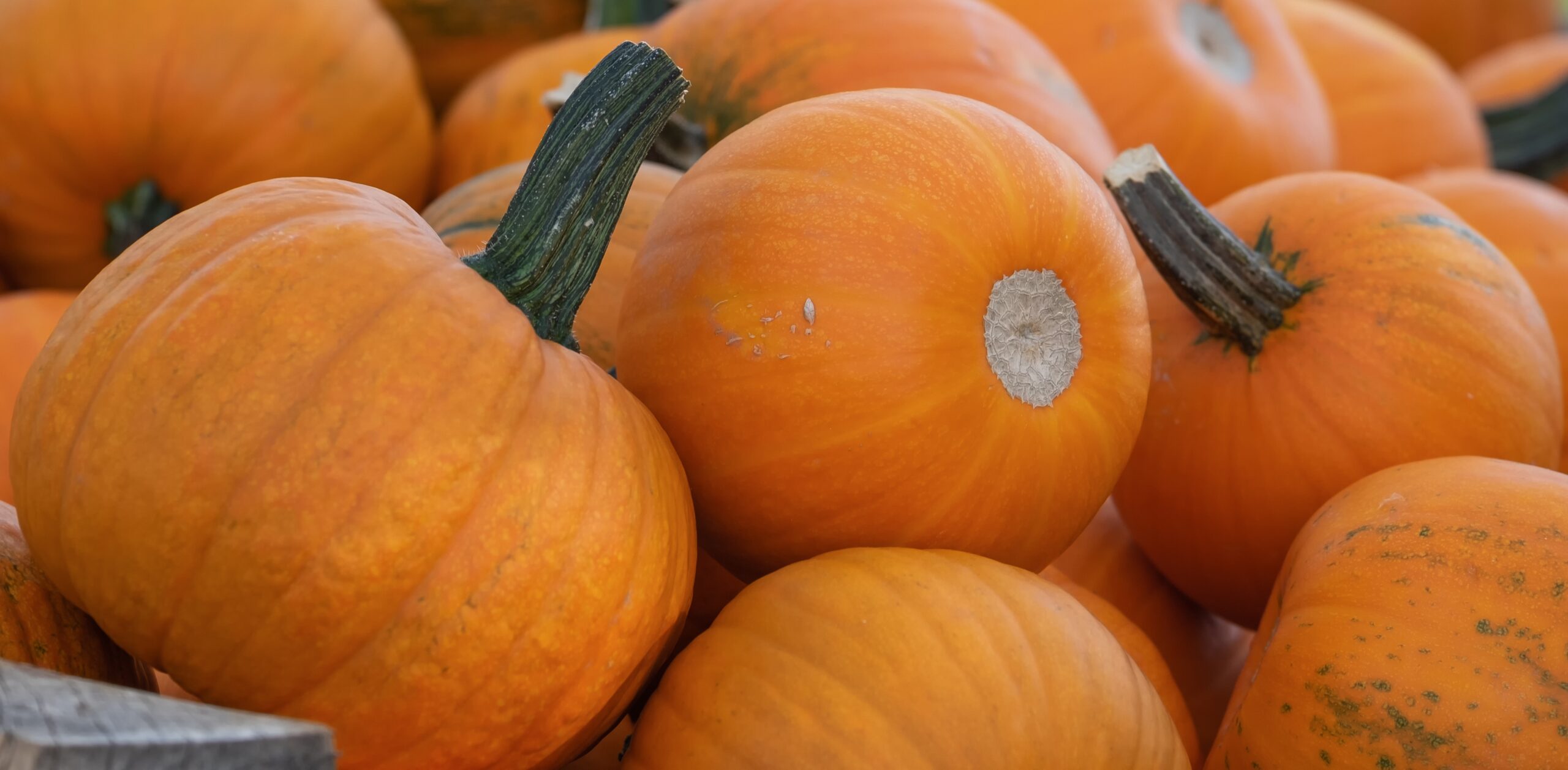 courges